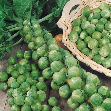 Varza de Bruxelles verde (1,5 g), seminte soi rezistent la temperaturi scazute, Agrosem