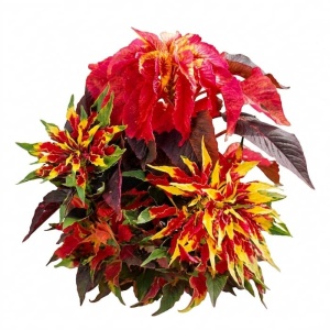 Amarant mix - Szarlat Trojbarwny (0,08 g) seminte Amaranthus gangeticus, diverse culori spectaculoase, Legutko