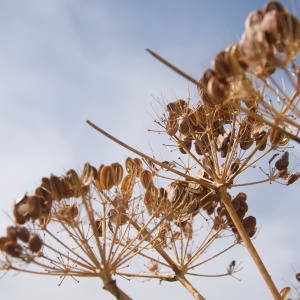 Anason (2 g) seminte planta aromatica Pimpinella anisum, aroma intensa, Kertimag - Img 4