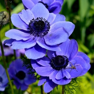 Anemone de Caen Mr. Fokker (10 bulbi) bulbi anemone cu flori mari, albastru-violet intens, Kertimag - Img 2