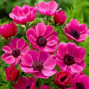 Anemone de Caen Sylphide (10 bulbi) bulbi anemone cu flori roz-fucsia intens si centrul negru, Kertimag