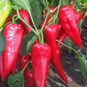 Ardei capia Kurtovska (5 g), seminte soi bulgaresc kapia semitimpuriu, fructe mari, zemoase, carnoase, Best Garden - Img 2