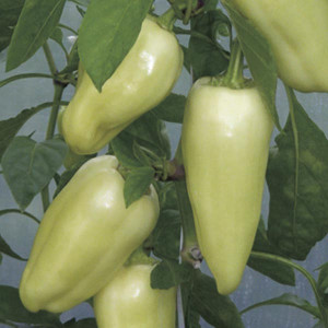 Ardei gras Hungarian (0,7 g), seminte soi rezistent la boli, galben deschis, Prima Sementi - Img 1