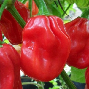 Ardei iute Habanero rosu (20 seminte) ardei extrem de iute, aroma deosebita, fructata, Kertimag - Img 3
