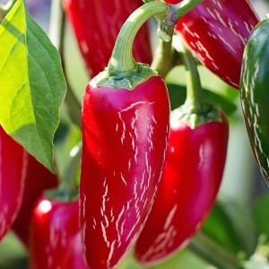 Ardei iute Jalapeno (1 g) seminte soi mexican apreciat pentru echilibrul perfect intre aroma si iuteala medie, Opal - Img 2