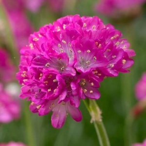 Armeria Morning Star (0,2 g) seminte Armeria maritima flori rotunde roz-violet intens, frunzis vesnic verde, Opal