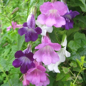 Asarina - Gura Leului cataratoare (0,03 g) seminte Asarina scandens urcatoare cu flori lungi violet, albastre, roz, albe, Legutko