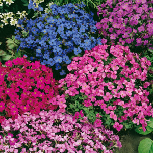 Aubrieta mix (0,2 g), seminte planta decorativa perena, tufe bogate, flori abundente, Opal