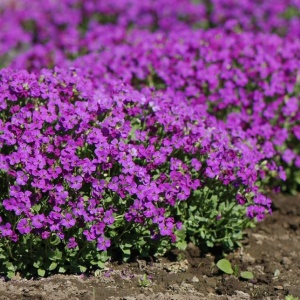 Aubrieta violet (0,25 g), seminte planta decorativa perena, tufe bogate, flori abundente, Kertimag - Img 2