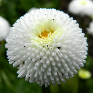 Banutei albi (0,05 g), seminte paralute Bellis perennis, planta decorativa perena, inflorire pană toamna, Agrosem