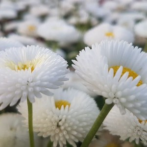 Banutei albi batuti (0,2 g), seminte Bellis perennis, flori albe duble, Kertimag - Img 4