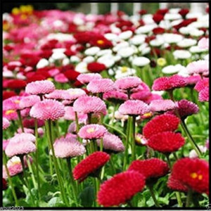 Banutei dubli amestec (0,1 g), seminte paralute Bellis perennis, planta decorativa perena, flori batute, Mefim Agro