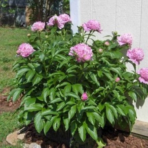Bujori Pink (1 bulb) bulbi bujori chinezesti flori parfumate mari, batute, culoare roz delicat, Kertimag - Img 5