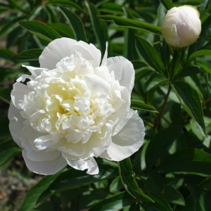 Bujori White (1 bulb) bulbi bujori chinezesti flori parfumate mari, batute, culoare alba, Kertimag - Img 6