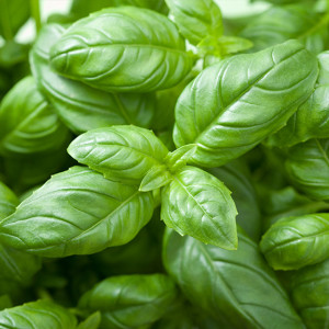 Busuioc (1 g) seminte planta aromatica busuioc verde, Opal - Img 2