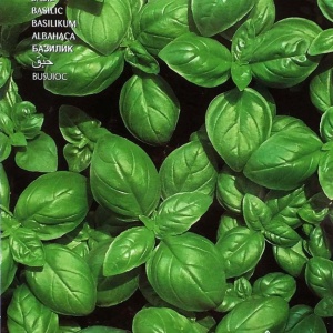 Busuioc (3 g), seminte planta aromatica busuioc verde, aromat, Prima Sementi - Img 3