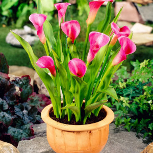 Bulbi Calle Zantedeschia - Purple Passion - 5 Bulbi Fiori - Piante E