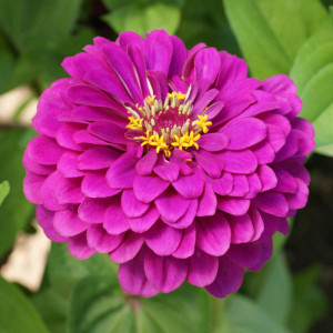 Carciumarese mari mov (0,5 g), seminte plante ornamentale Zinnia elegans, carciumarese flori mari batute, mov, Agrosem