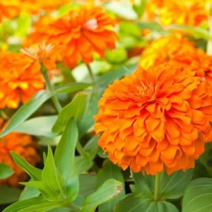 Carciumarese portocalii (2 g) seminte Zinnia elegans, flori mari, batute, portocaliu aprins, Kertimag - Img 4