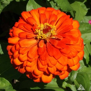 Carciumarese portocalii Orange King - Cynia Wytworna Daliowa (1 g) seminte Zinnia elegans cu flori mari portocaliu intens, Legutko