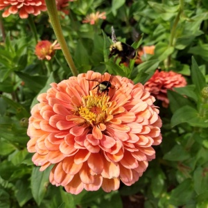 Carciumarese roz-piersica Eldorado - Cynia Wytworna Daliowa (1 g) seminte Zinnia elegans cu flori mari roz-somon, Legutko - Img 3