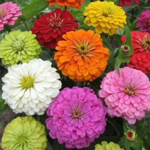 Carciumarese Super Yoga mix - Cynia Wytworna (1 g) seminte Zinnia elegans cu flori mari batute, multe culori, Legutko - Img 3