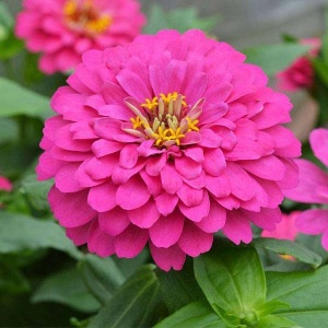 Carciumarese violet-roz (2 g) seminte Zinnia elegans, flori mari, batute, roz-violet, Kertimag - Img 1