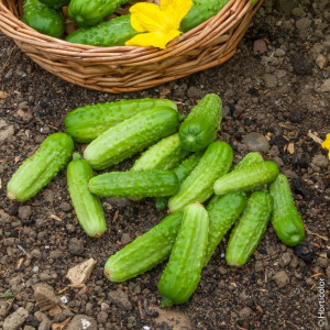 Castraveti cornichon Piccolo di Parigi (3 g), seminte soi productiv timpuriu, consum proaspat sau conservat, Prima Sementi - Img 1