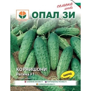 Castraveti Regina F1 (2 g), seminte hibrid timpuriu castraveti cornison, foarte productiv, rezistent la boli, Opal