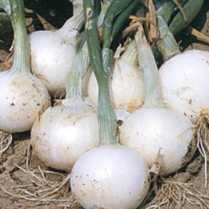 Ceapa alba Bianca di Maggio (Giugno) (5 g), seminte soi timpuriu ceapa sferica, alba, fina, Raci Sementi