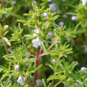 Cimbru (1 g), seminte planta aromatica perena Satureja hortensis, cimbru de gradina, Mefim Agro