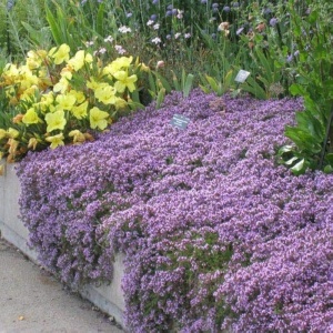 Cimbru tarator - Macierzanka piaskowa (0,1 g) seminte Thymus serpyllum, cimbru aromatic acoperitor de sol, cu abundenta de flori mici roz-violet, Legutko - Img 3