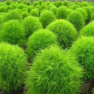 Cipru de gradina (0,3 g), seminte planta ornamentala anuala Kochia scoparia, tufa ovala Matura de Gradina, frunze verzi vara, rosii toamna, Agrosem