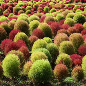 Cipru de gradina (1 g), seminte planta ornamentala anuala Kochia scoparia, tufa ovala Matura de Gradina, frunze verzi vara, rosii toamna, Kertimag - Img 3