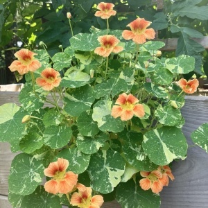 Coltunasi pitici Alaska Salmon Orange (3 g) seminte Tropaeolum majus nanum, Condurul Doamnei cu flori portocaliu-somon, Legutko - Img 3