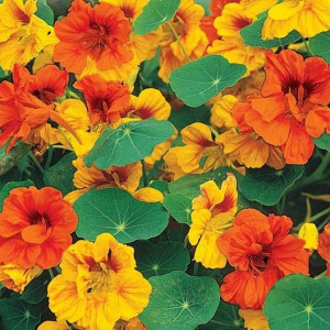 Coltunasi Tom Thumb amestec (2,5 g), seminte planta ornamentala Tropaeolum majus, Condurul Doamnei pitic mix, Nova Sem