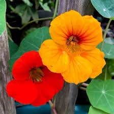 Condurul Doamnei catarator melanj (4 g), seminte planta ornamentala urcatoare Tropaeolum majus, Prima Sementi
