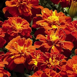 Craite Bolero - Aksamitka Rozpierzchla (1 g) seminte Tagetes patula nana, craite frantuzesti pitice, flori batute roscate cu pete aurii, Legutko - Img 2