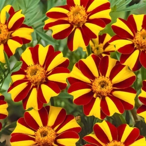 Craite Mr Majestic (0,3 g) seminte Tagetes patula nana, craite frantuzesti pitice, flori superbe vargate, galben-auriu cu roscat, Legutko - Img 2