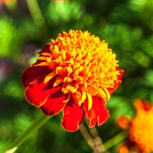 Craite Orange Flame - Aksamitka Rozpierzchla (1 g) seminte Tagetes patula nana, craite frantuzesti pitice, flori batute bicolore, Legutko - Img 5