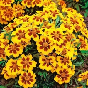 Craite Pascal (1 g) seminte Tagetes patula nana, craite frantuzesti pitice, flori tip anemona galbene cu accente ruginii, Legutko - Img 2