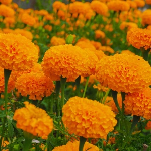 Craite pitice portocalii (0,5 g) seminte Tagetes erecta, Craite cu flori duble portocalii, Mefim Agro - Img 2