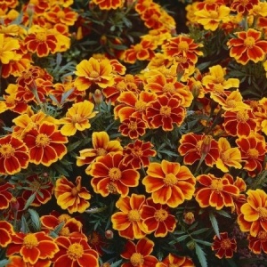Craite Red Marietta (1 g) seminte Tagetes patula nana, craite frantuzesti pitice, flori catifelate caramizii cu margini galbene, Legutko - Img 2