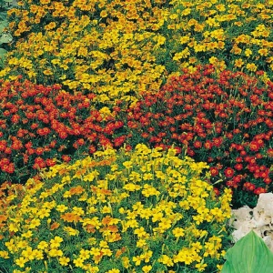 Craite Tagetes tenuifolia mix - Aksamitka Waskolistna (0,5 g) seminte craite fine cu parfum de citrice, galbene, portocalii, caramizii, Legutko - Img 3
