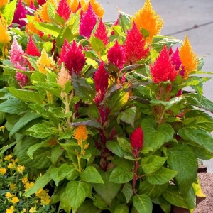 Creasta Cocosului plumosa mix (0,5 g), seminte plante ornamentale Celosia plumosa, flori bogate, culori aprinse, Kertimag - Img 4