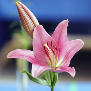 Crin Asiatic Pink (3 bulbi), bulbi crini flori roz delicat, Agrosem