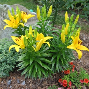 Crin Goldwing (1 bulb) bulbi crini flori mari galben intens-auriu, Agrosem - Img 2