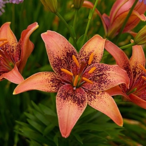 Crin Whistler (3 bulbi) bulbi crini asiatici superbi cu flori mari roz-orange cu pistrui visinii-maronii, Agrosem