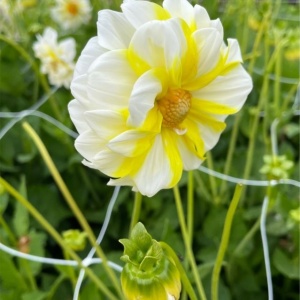 Dalie Fire and Ice Lemon (1 bulb) bulbi dalii cu flori mari superbe, alb cu galben-lemon, Agrosem - Img 3