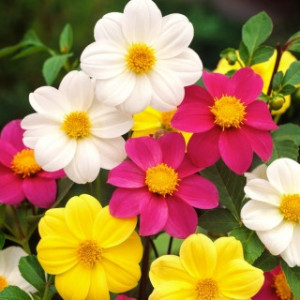 Dalie Monarh mix (0,5 g), seminte plante decorative dalie flori culori intense, Opal